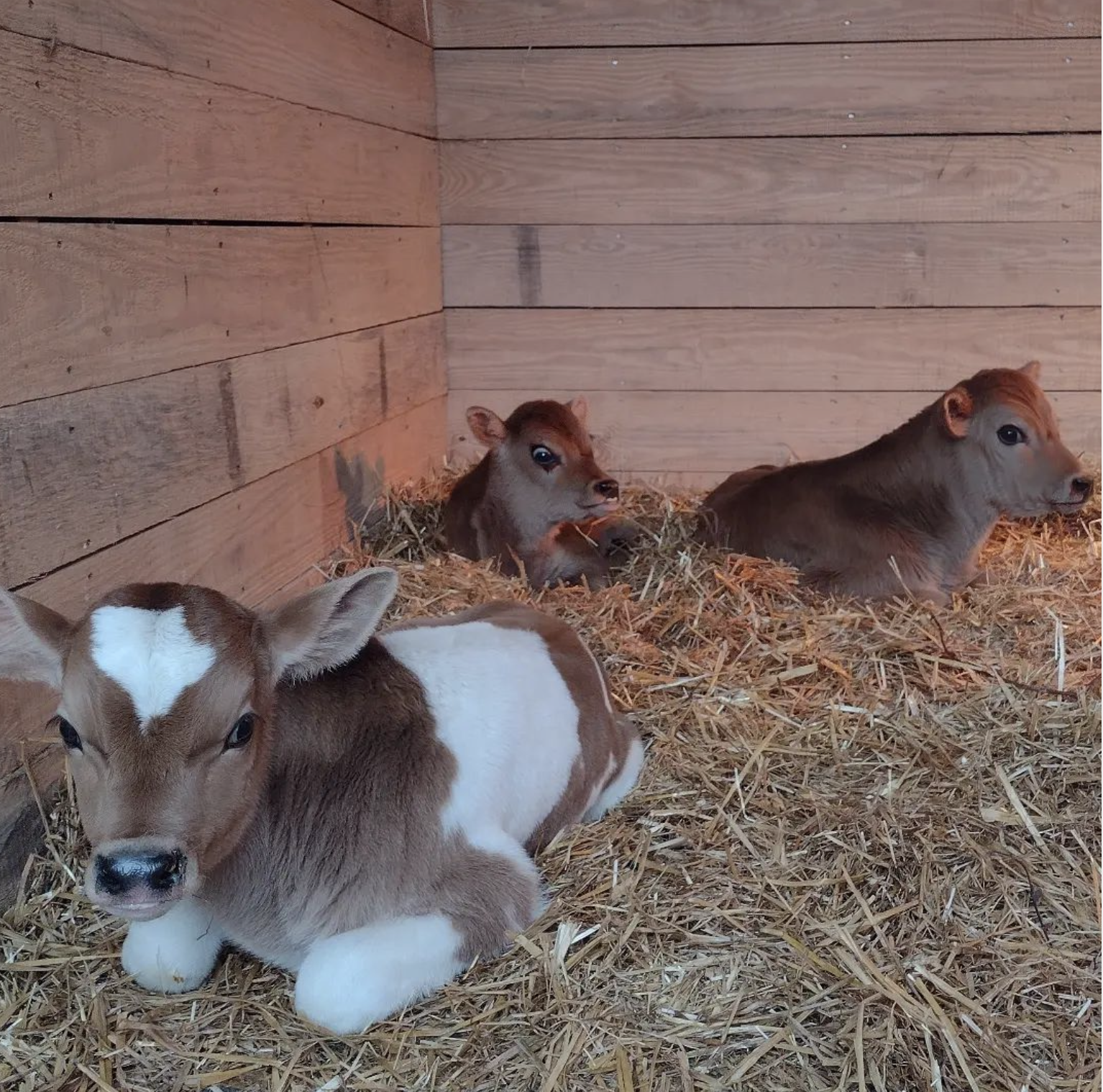 Cow Cuddling